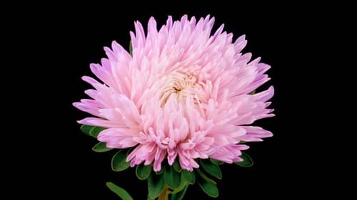 Beautiful Pink Aster Flower Opening
