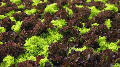 Top View on Different Kinds of Green Salad Growing in Greenhouse View From Above on Hydroponics