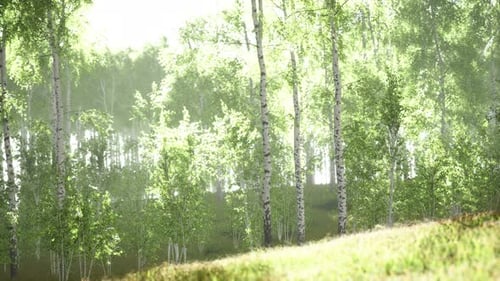 Spring in the Birch Grove Forest