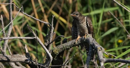 Common cuckoo chick fed by reed warbler adult, the Camargue, France