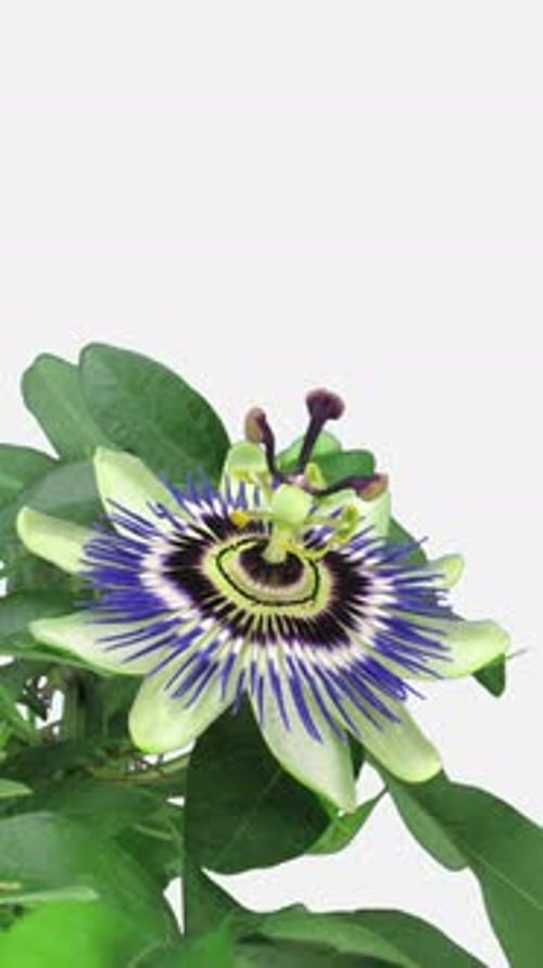 Time Lapse of Exotic Flower Blooming