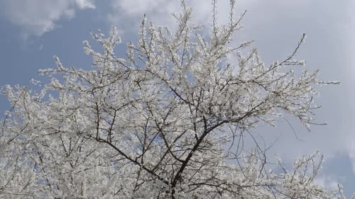 Blooming spring tree on a sunny day with bees pollinating these flowers.
