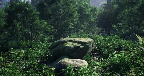 Lush Green Forest with Moss Covered Rocks in a Serene Natural Habitat