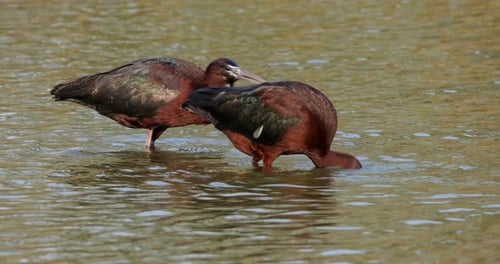 Glossy ibis, Plegadis falcinellus, Camargue, France