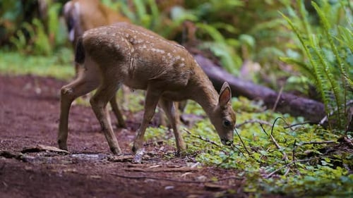 Beautiful Young Fawn Grazing Along A Peaceful Forest Path