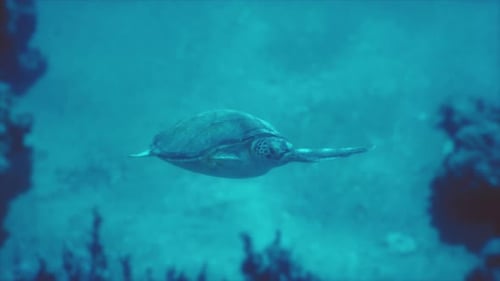 Large Turtle Swimming in Ocean