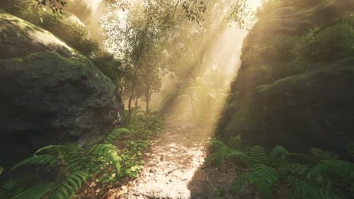 Sunlight Filtering Through Trees Along a Forest Path in Early Morning