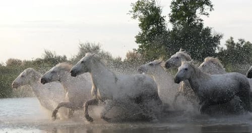 Camargue-Pferd, Herde, die durch den Sumpf trabt oder galoppiert, Saintes Marie de la Mer in der Camargue