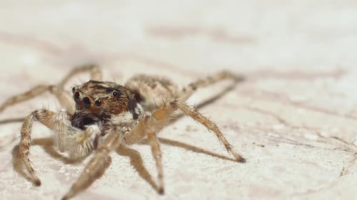 Close-up of jumping spider moving around on stone ground