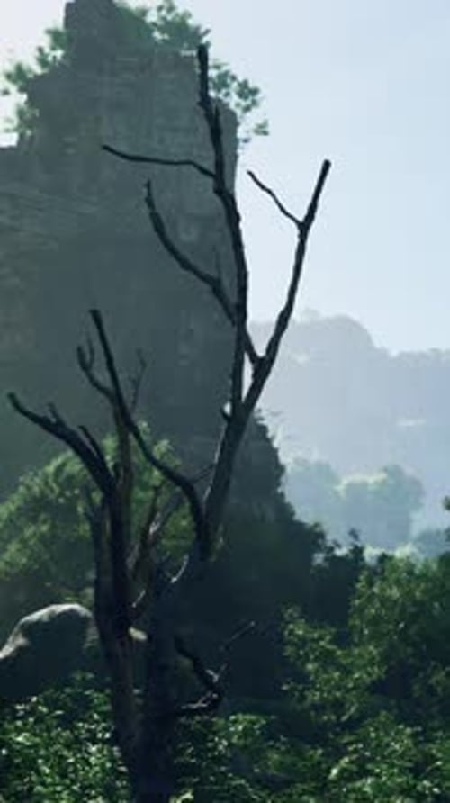 A Forest Filled with Lots of Trees and Tall Rocks