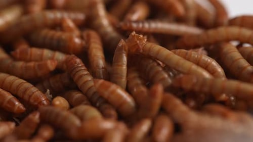 Mealworms 76