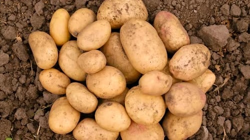 Harvesting Potatoes in the Garden Selective Focus