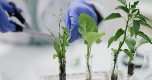 Scientist Cuts Plant Specimen in Test Tube