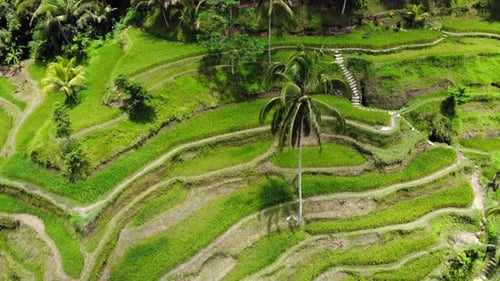 Green and lush rice fields of Tegallalang on Bali island, Indonesia. Aerial orbit shot showcasing th