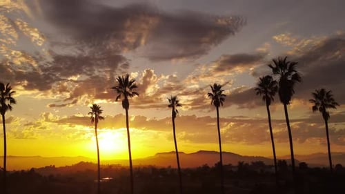 Tropical Palm Trees at Sunset