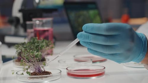 Genetic Engineer Dropping Liquid Substance in Petri Dish with Green Plant