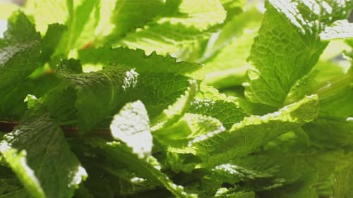 Grüne Blätter frischer, duftender Minze mit Wassertropfen, Nahaufnahme