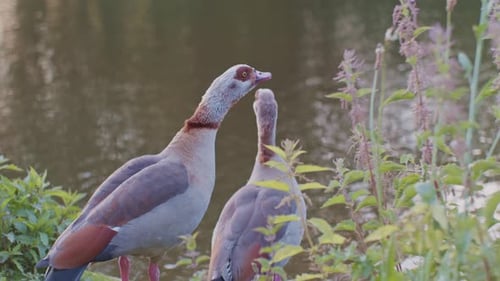 Egyptian geese birds animals in natural environment wiildlife cinematic style near the water river