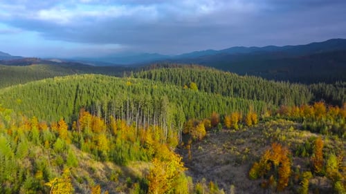 Vue aérienne d'une forêt d'automne lumineuse sur les pentes des montagnes au lever du soleil