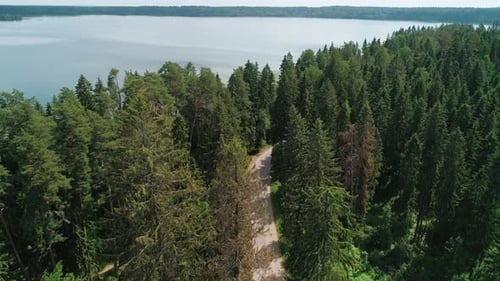 Aerial View of a Beautiful Road Through the Forest Road Between the Green Trees on a Clear Sunny Day