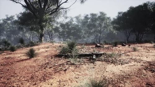 Australian Outback with Trees and Yellow Sand