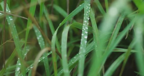 Morning dew on grass, a gentle reminder of our forests subtle beauty and the need to preserve them.