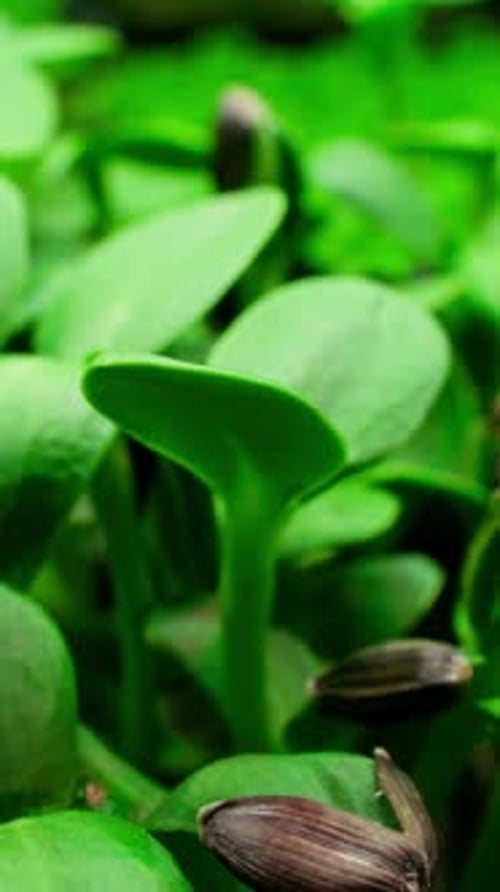 Close Up of Sunflower Microgreens in a Tray on the Home Windowsill