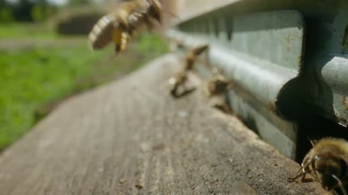 Closeup of Flying Bees Inside and Outside the Hive Entrance