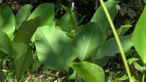 Lush Green Foliage in Tropical Setting