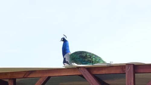 Peacock Perched on a Wooden Structure