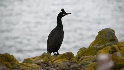 Plan rapproché d'un cormoran commun (Gulosus aristotelis) se reposant au bord d'une falaise par temps nuageux. Tripo