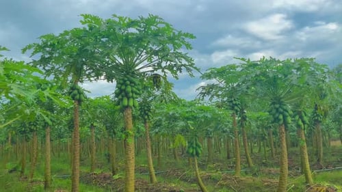 young papaya tree