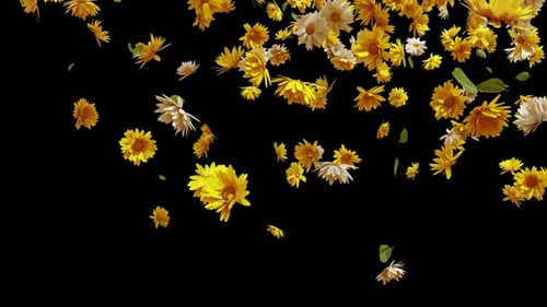 Falling Yellow and White Flowers Transition Overlay