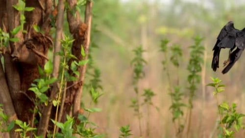 Crow flying and sitting on tree