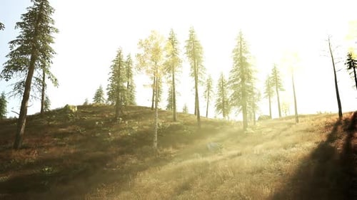 Golden Sunlight Filters Through Tall Pine Trees in a Serene Forest Landscape