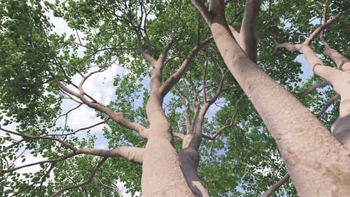 Green Tree Branches and Leaves Against Blue Sky