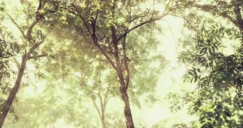 Sunlight Filtering Through Dense Green Foliage in a Tranquil Forest Setting