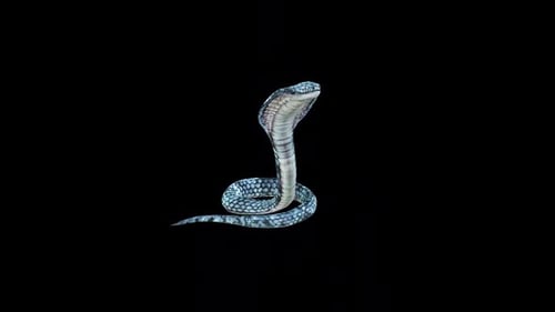 Animated 3D Cobra Snake Rearing on Black Background