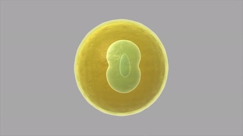 Stufen der biologischen Zellteilung für die medizinische Ausbildung