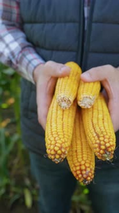 Farmer Holding Freshly Harvested Corn Cobs in a Field