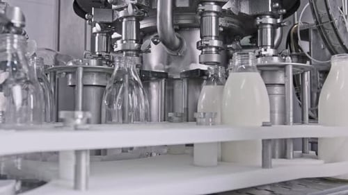 Milk bottling plant, automated machine filling glass bottles