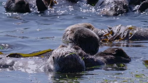 Sea Otters Floating Peacefully Among Kelp in the Blue Water
