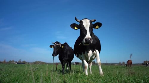 Cow looking into camera and sniffing it. Cow grazing on the green meadow in a sunny day. Farming con