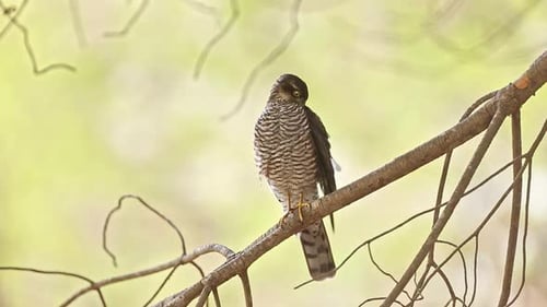 Eurasian Sparrowhawk (Accipiter nisus)