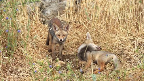 Young Red Fox Cubs Playing Together While Foraging