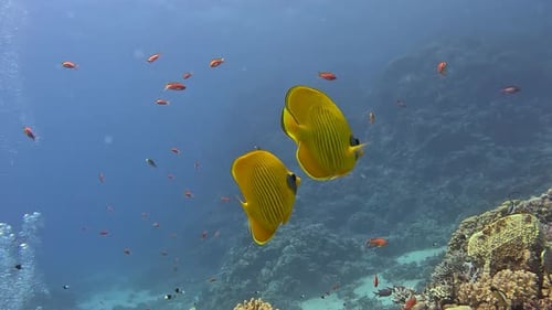 Two butterfly fish swimming on the coral reef in the Red Sea. Close capture.