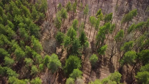 Deciduous Forest with Fallen Leaves in Late Autumn