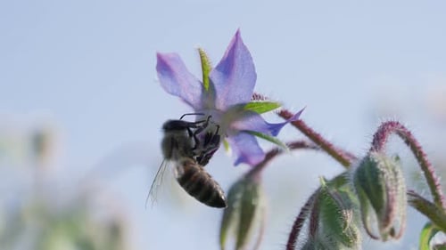 A Honeybee Collects Nectar From a Borage Blossom Its Hairy Body Covered in Pollen