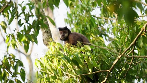 Monkey Sitting On A Branch On A Sunny Day