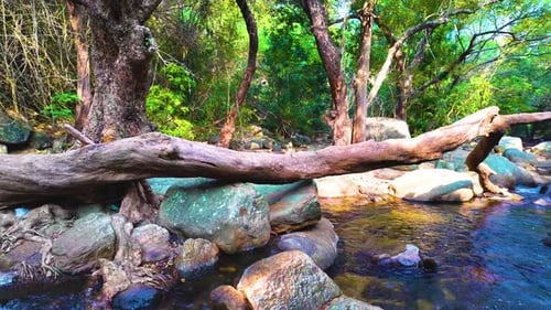 Huge Tree Fallen In The Water